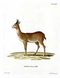 Bohor Reedbuck (kolorowy grawer)