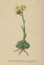 Brauns Kura i Pisklęta (Sempervivum Braunii)
