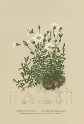 Szerokolistne ucho myszy (Cerastium latifolium)