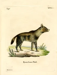 Hiena brunatna (kolorowy grawerunek)