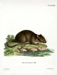 Brown Rat (kolorowy grawerunek)