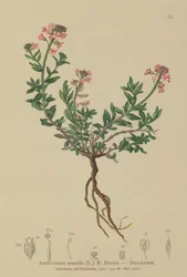 Spalony Candytuft (Aethionema saxatile, Thlaspi saxatile)