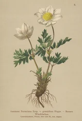 Zawilec wielkokwiatowy (Anemone Burseriana, Anemone wielkokwiatowy)