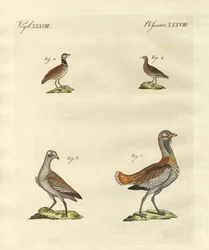 Dropie
