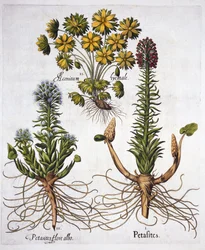Butterburs and Winter Aconite, z Hortus Eystettensis, Basil Besler (1561-1629), wyd. 1613 (grawerowanie ręcznie kolorowane)