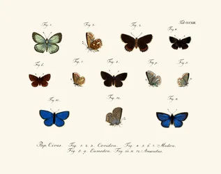 Motyle