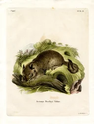 California Ground Squirrel (kolorowy grawerunek)