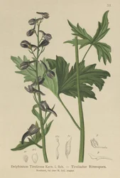Świeca Larkspur (Delphinium elatum, Delphinium tiroliense)
