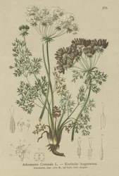Cukierkowa Marchewka (Athamanta Cretan)