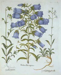 Canterbury Bells, White Bladder Campion, Nottingham Catchfly, z Hortus Eystettensis, Basil Besler (1561-1629), wyd. 1613 (grawerowanie ręcznie kolorowane)