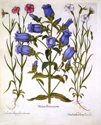 Dzwonki kanterberyjskie i kąkole polne, z Hortus Eystettensis, autorstwa Basila Beslera (1561-1629), wydano w 1613