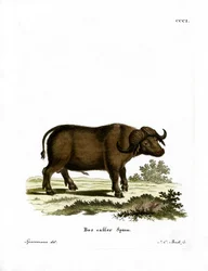 Cape Buffalo (kolorowy grawerunek)