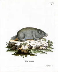Cape Dune Mole Rat (kolorowy grawerunek)