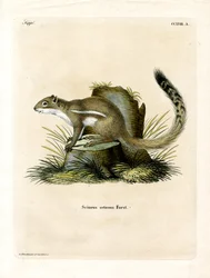 Cape Ground Squirrel (kolorowy grawerunek)