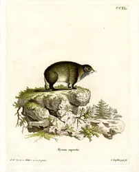 Cape Hyrax (kolorowy grawerunek)