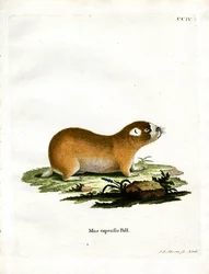 Cape Mole Rat (kolorowy grawerunek)