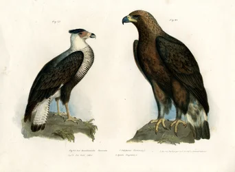Karakara, 1864 r.