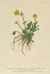 Jaskier karyncki (Ranunculus Carinthiacus, Ranunculus gracilis)