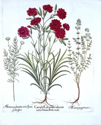 Goździk, tymianek i bawełna z lawendy zwyczajnej, z Hortus Eystettensis, Basil Besler (1561-1629), wyd. 1613 (grawerowanie ręcznie kolorowane)
