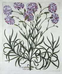 Goździk, z Hortus Eystettensis, Basil Besler (1561-1629), wyd. 1613 (grawerowanie ręcznie kolorowane)