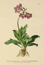 Wiesiołek Carniolan (Primula Carniolica)