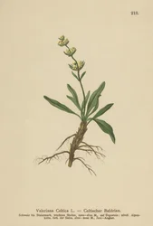 Celtic Spikenard (Valeriana celtica)