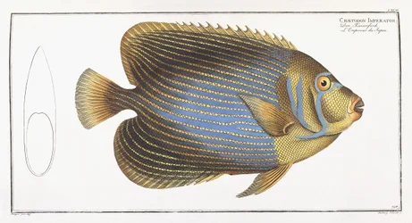 Imperator Chaetodona