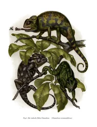 Kameleon (kolor lito)