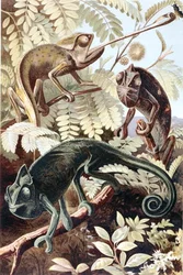Kameleon, tablica z "Brehms Tierleben: Allgemeine Kunde des Tierreichs", vol.7, s.171, wyd. Bibliographisches Institut