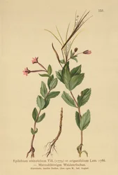 Wierzba wierzbowa (Epilobium alsinefolium, Epilobium origanifolium)