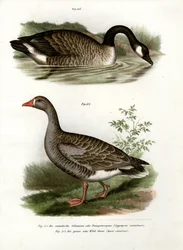 Gęś chińska, 1864