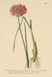 Szczypiorek (Allium foliosum, Allium Schoenoprasum var. alpinum, Allium sibiricum)