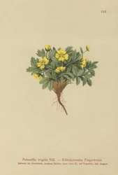 Pięciornik (Potentilla chłodna, Potentilla glacialis, Potentilla helvetica)