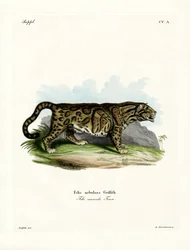 Clouded Leopard (kolorowy grawerunek)