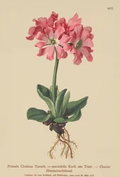 Pierwiosnek kłodzki (Primula clusiana, Primula spectabilis)