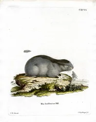 Lemming z kołnierzykiem (kolorowy grawerunek)