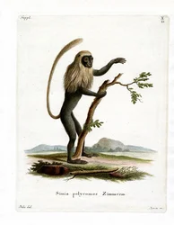 Colobus Monkey (kolorowy grawerunek)