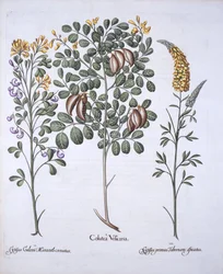 Odmiany Colutea Tree i Cytisus, z Hortus Eystettensis, Basil Besler (1561-1629), wyd. 1613 (grawerowanie ręcznie kolorowane)