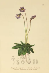 Butterwort zwyczajny (Pinguicula vulgaris)