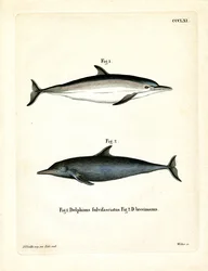 Delfin pospolity (kolorowy grawerunek)
