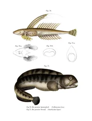 Common Dragonet (kolor lito)