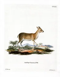 Common Duiker (kolorowy grawerunek)