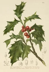 Ostrokrzew zwyczajny