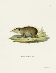 Common Tenrec (kolorowy grawerunek)
