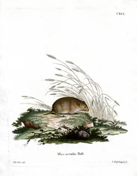 Nornik zwyczajny (kolorowy grawerunek)