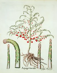 Szparagi pospolite w kwiatach i owocach, z Hortus Eystettensis Basila Beslera (1561-1629), wyd. 1613 (ręcznie kolorowane grawerowanie)