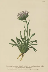 Rampion mylący (Phyteuma confusum, Phyteuma latifolium, Phyteuma hemisphaericum ssp. confusum, Phyteuma nanum)
