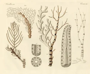 Polipy koralowe (kolorowe grawerowanie)