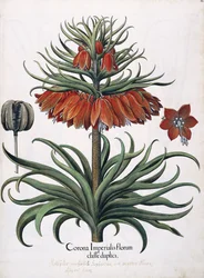 Korona Cesarskich Kwiatów, 1613