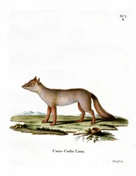 Corsac Fox (kolorowy grawerunek)